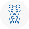 Ebbw Vale Wasp Nest Removal
